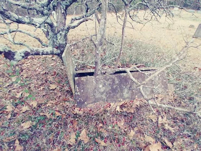 An old grave in the ground where the trunk of a thin tree is bursting through the stone