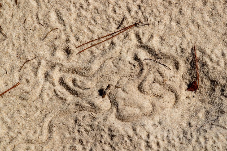 Sand skink tracks on the area of a 602-acre preservation effort on the eastern shore of Lake Marion. Skinks are one of many federally or state-listed species living in the scrub.