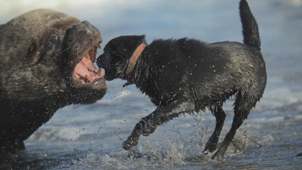 Mammals,07-04-2024,The New Wild,2 - The New Wild,A domestic dog in Chile tries to force a huge, male sealion back into the ocean ,BBC Studios,Screen Grab