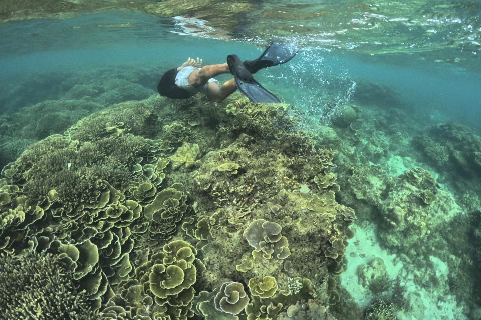 A man swims along coral reefs off Verde Island, Batangas province, Philippines on Wednesday, Jan. 24, 2024. Construction of liquefied natural gas is happening in an ecologically vibrant zone with reefs and communities that depend on their fish. (AP Photo/Aaron Favila)
