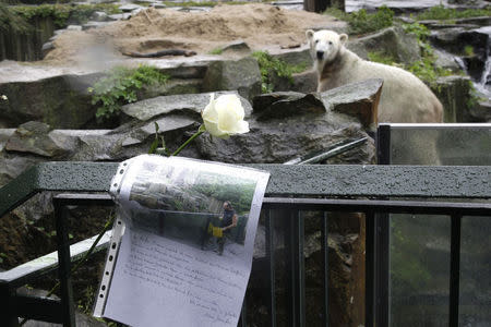 A white rose and a letter of condolence is pictured on the fence of the enclosure of polar bear cub Knut (background) in Berlin zoo, September 23, 2008. REUTERS/Tobias Schwarz