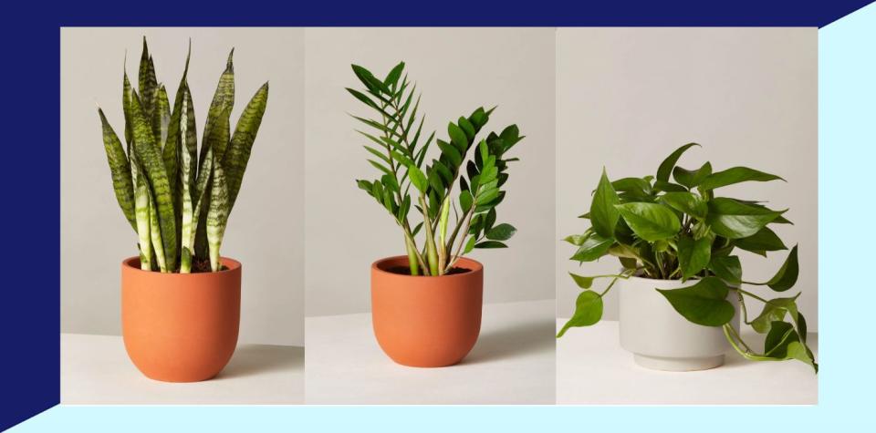 Don't leaf this deal in the dust: The Sill's offering 25% off select houseplants.  (Photo: The Sill)