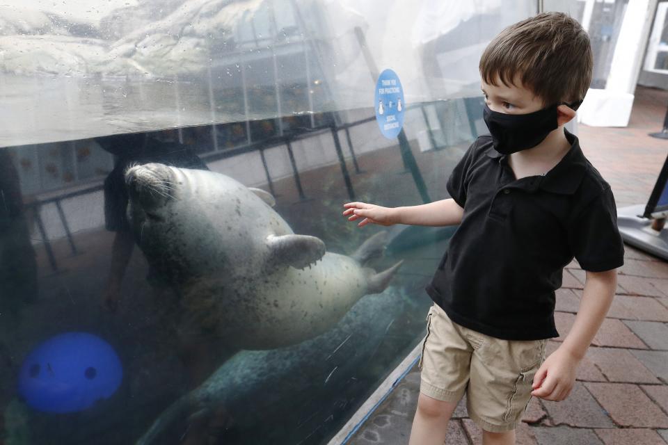 Leo Mitchell, 4, watches a seal at the New England Aquarium, Friday, July 17, 2020, in Boston. The Aquarium reopened on Thursday on a reservations only basis after being closed since March due to the coronavirus. (AP Photo/Michael Dwyer)