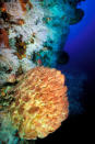 Barrel Sponge and Soft Corals, Xestospongia testudinaria, Tubbataha Reef, South Atoll, Sulu Sea, Philippines