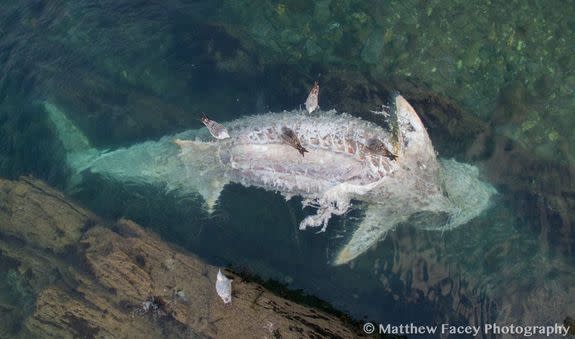 The 25 foot long basking shark washed up on the coast of Cornwall.