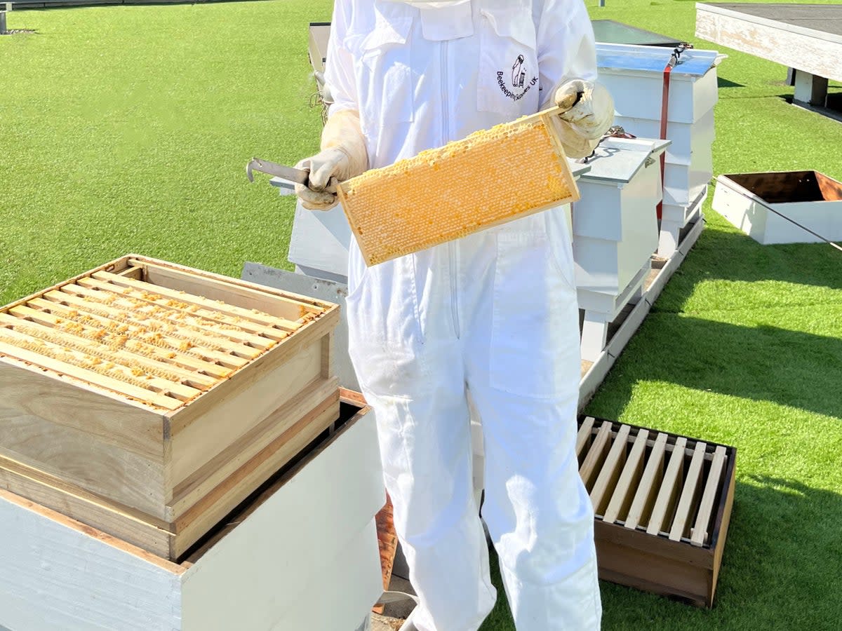 Sweet rewards: Harvesting the honey from the beehives at Royal Lancaster London  (Royal Lancaster London)