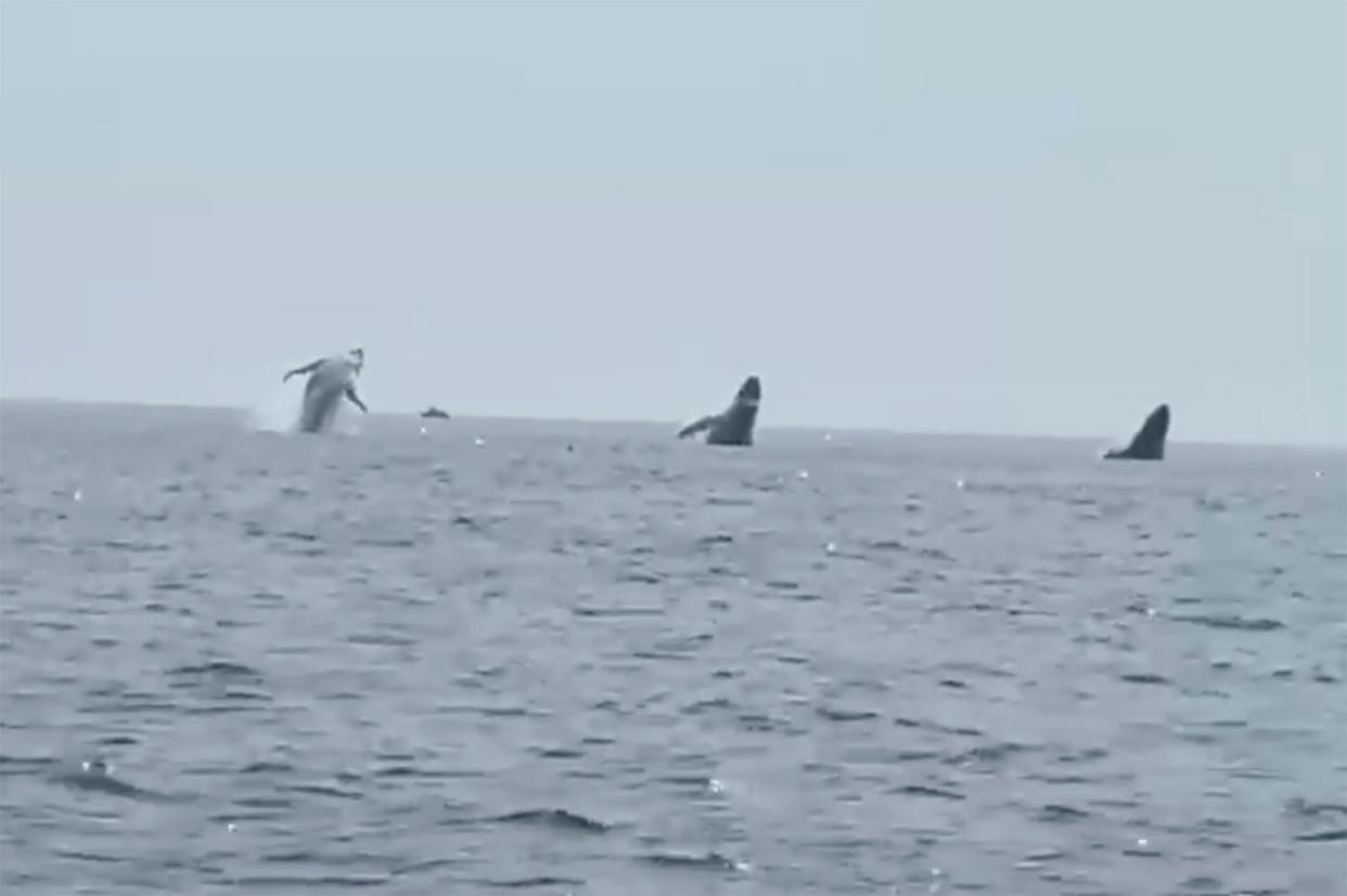 This still image from video provided by Robert Addie shows three humpback whales leaping from the water off the coast of Cape Cod, Mass., on Monday, July 24, 2023.