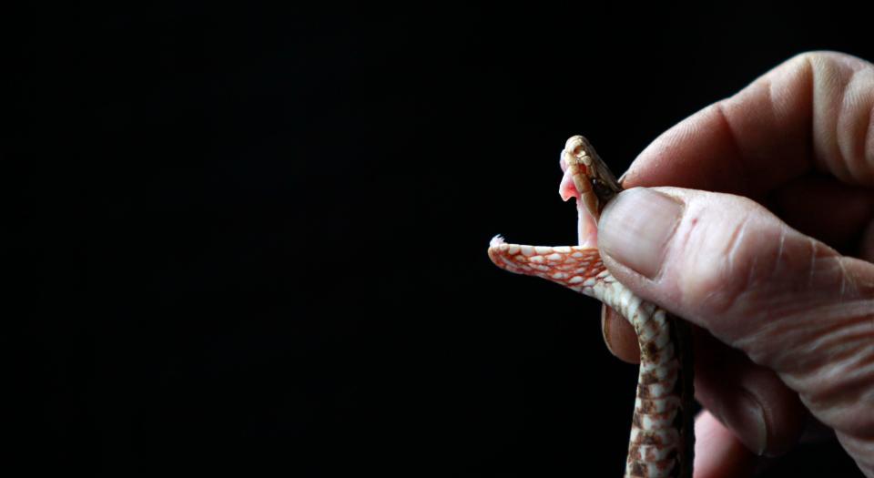 A snake farm worker extracting venom. (Photo: Aly Song / Reuters)