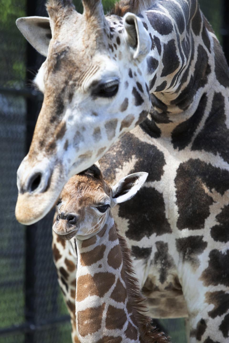 This Monday, April 6, 2020 photo provided by the Audubon Nature Institute shows Hope, a baby giraffe and her mother Sue Ellen at Freeport-McMoRan Audubon Species Survival Center in New Orleans. The Audubon Nature Institute in New Orleans welcomed a new resident, a baby giraffe named Hope. Sue Ellen, a middle-aged giraffe at the Freeport-McMoRan Audubon Species Survival Center, gave birth Monday, April 6, 2020 according to a news release. (Jonathan Vogel/Audubon Nature Institute via AP)