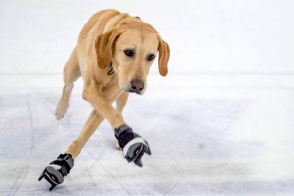 Benny the ice skating labrador