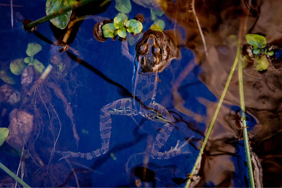 As the river flows west, the well-documented labyrinths and wildlife of Glen Canyon emerge from the waters of Lake Powell in Utah — a bittersweet token of chronic drought. Little flowers and frogs offer a glimpse into what this canyon looked like before Glen Canyon dam was built. | Spenser Heaps, Deseret News