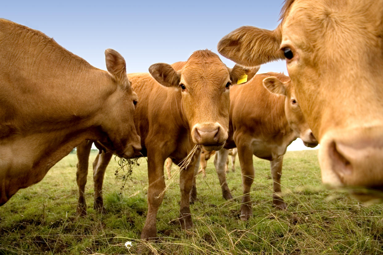 Curious Cows