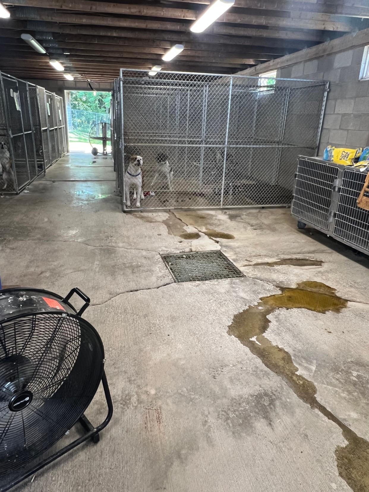Inadequate drainage leads to water puddling on the floor of the Guernsey County Dog Shelter.