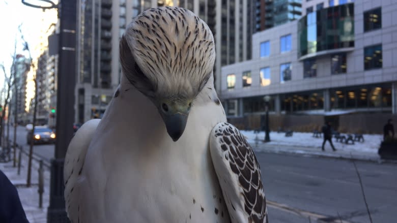 Meet Juliet, the falcon making Pearson Airport a little safer