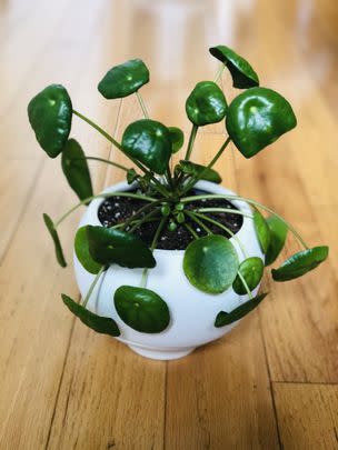 A self-watering planter