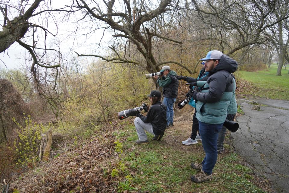 Birders and wildlife photographers gather April 30 to view and record a flame-colored tanager in Sheridan Park in Cudahy.