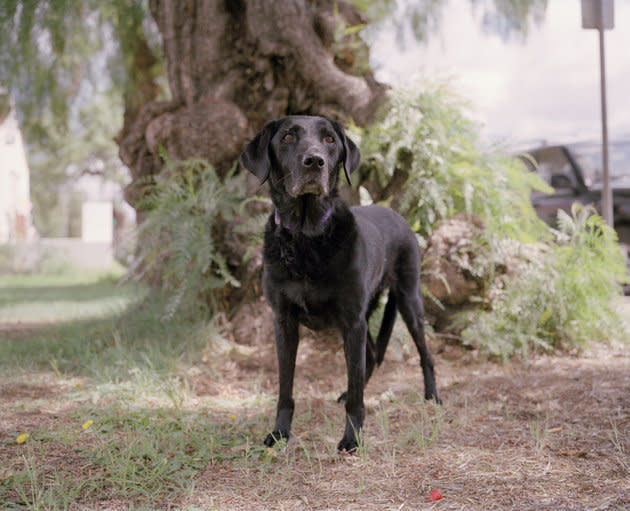 Honoring the canine rescuers