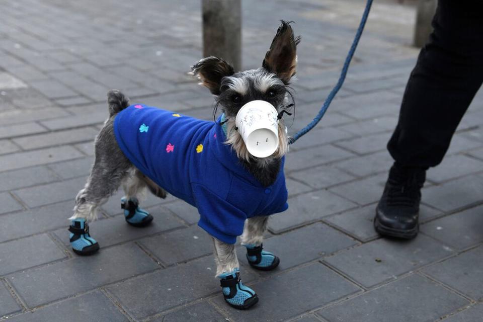 Dog wears paper cup over mouth in Beijing on Feb. 4. | GREG BAKER/AFP via Getty