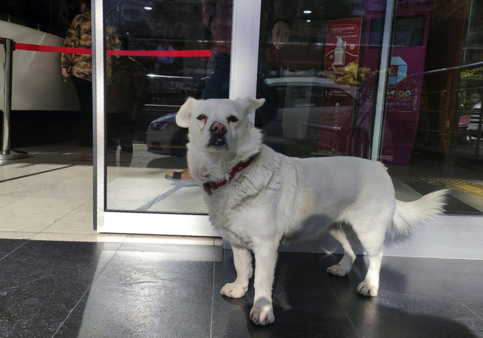 Boncuk in front of the hospital where her sick owner was receiving treatment.