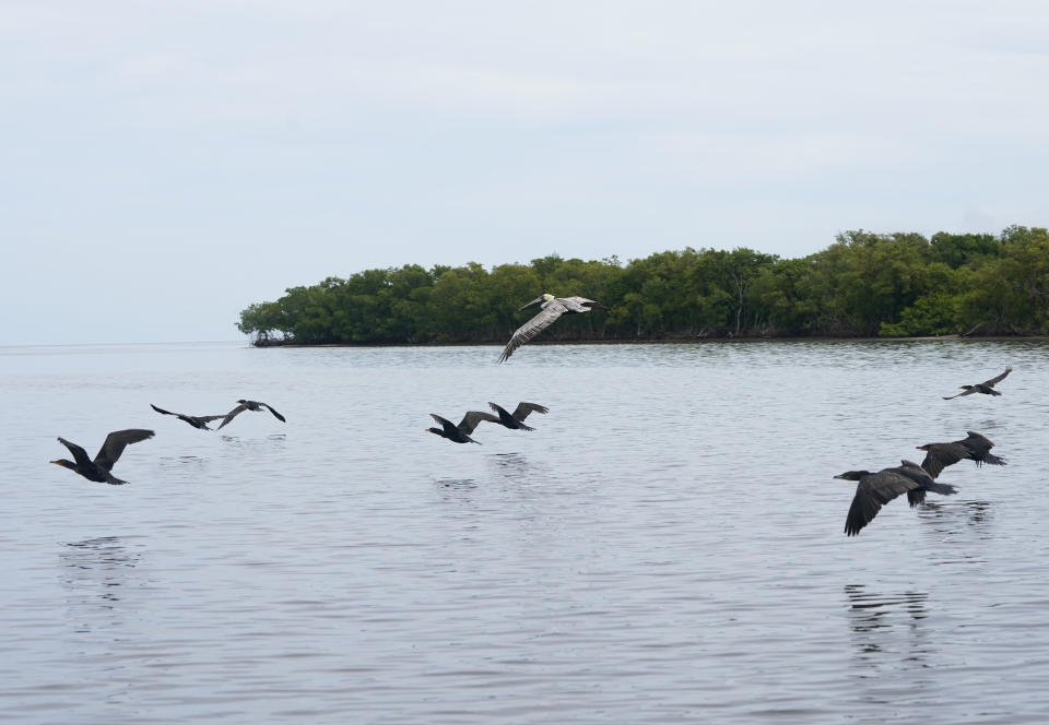 Birds fly near the seaside community Dzilam de Bravo, in Mexico’s Yucatan Peninsula, Thursday, Oct. 7, 2021. In 2002, Hurricane Isidoro devastated this area, but after a decade of work, 120 hectares (297 acres) of mangroves have been restored. (AP Photo/Eduardo Verdugo)