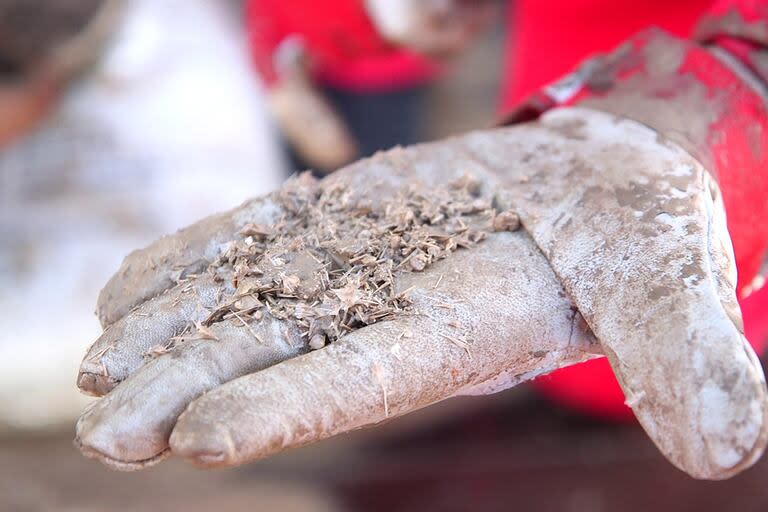 Un investigador muestra el material orgánico encontrado en los artefactos que fueron descubiertos 