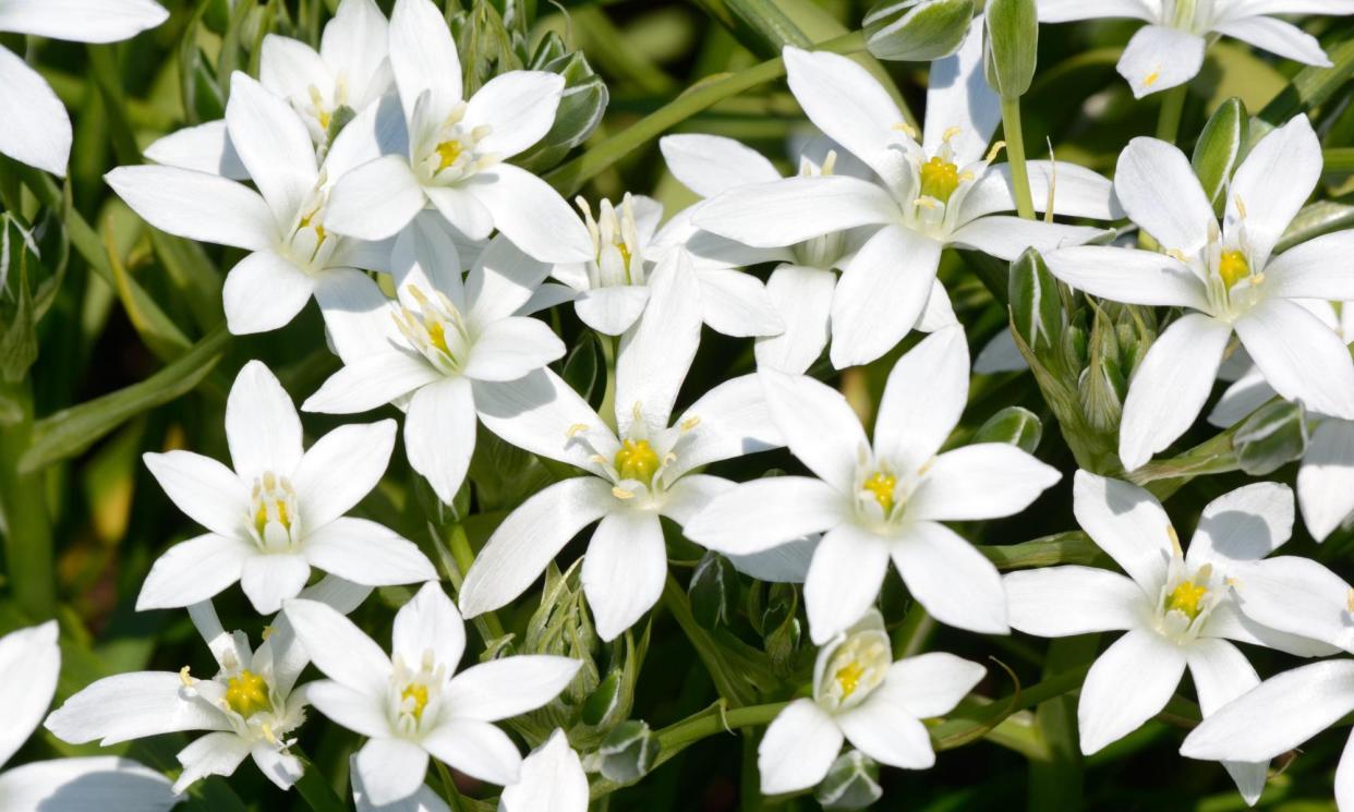 <span>Flowers of the spring starflower (<em>Ipheion ‘Alberto Castillo’</em>).</span><span>Photograph: Joan Gravell/Alamy</span>