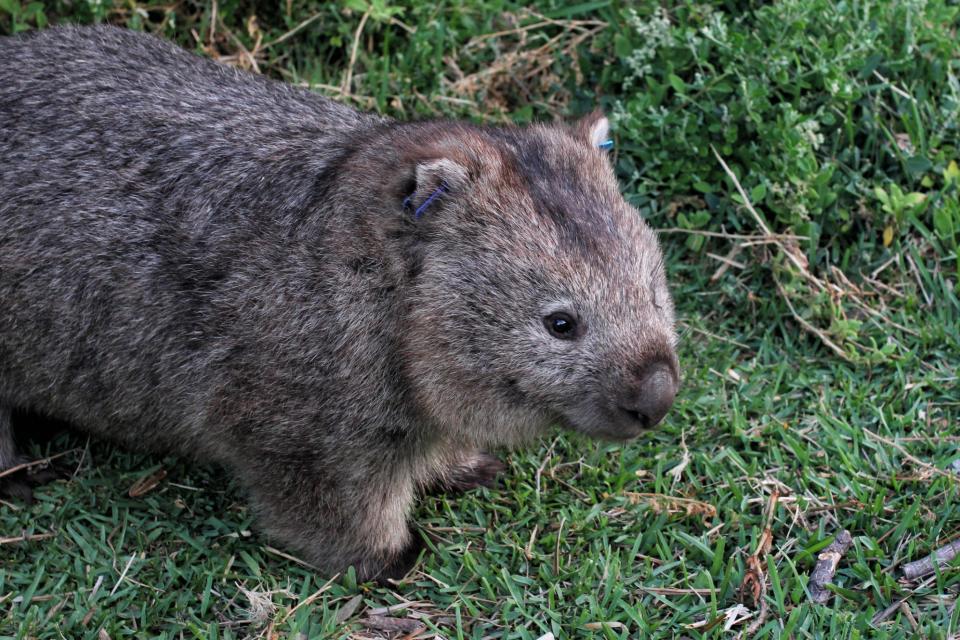 A wombat cuddler