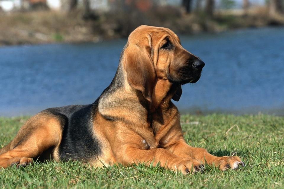 Bloodhound laying on grass in front of a lake