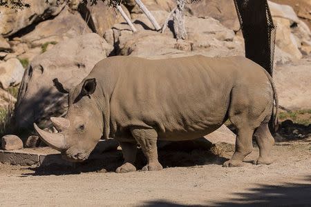 A northern white rhinoceros named Angalifu that died on Sunday is seen in this San Diego Zoo Safari Park handout photo released on December 15, 2014. REUTERS/Ken Bohn/San Diego Zoo/Handout