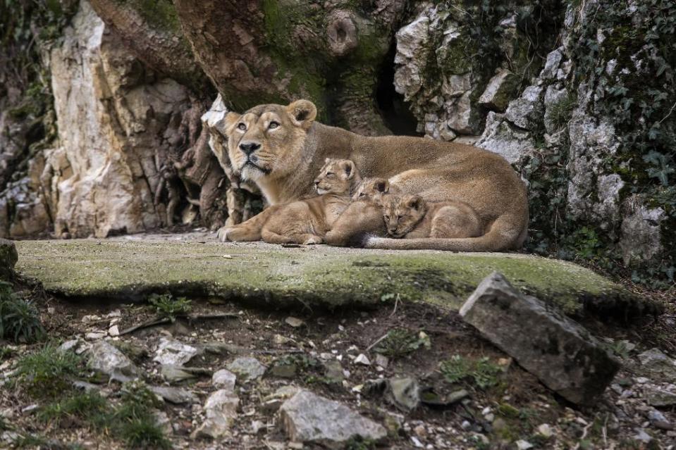 Asiatic lion Shiva, the mother of the three unnamed cubs, sits with her cubs in the Besancon zoo, eastern France, Thursday, Feb. 27, 2014. The Besancon zoo held off announcing the December 31, 2013 births until this week, afraid the two females and a male might not survive. There are about 300 Asiatic lions in the wild all, in an Indian reserve, according to the WWF. It's one of the world's rarest species. (AP Photo/Laurent Cipriani)