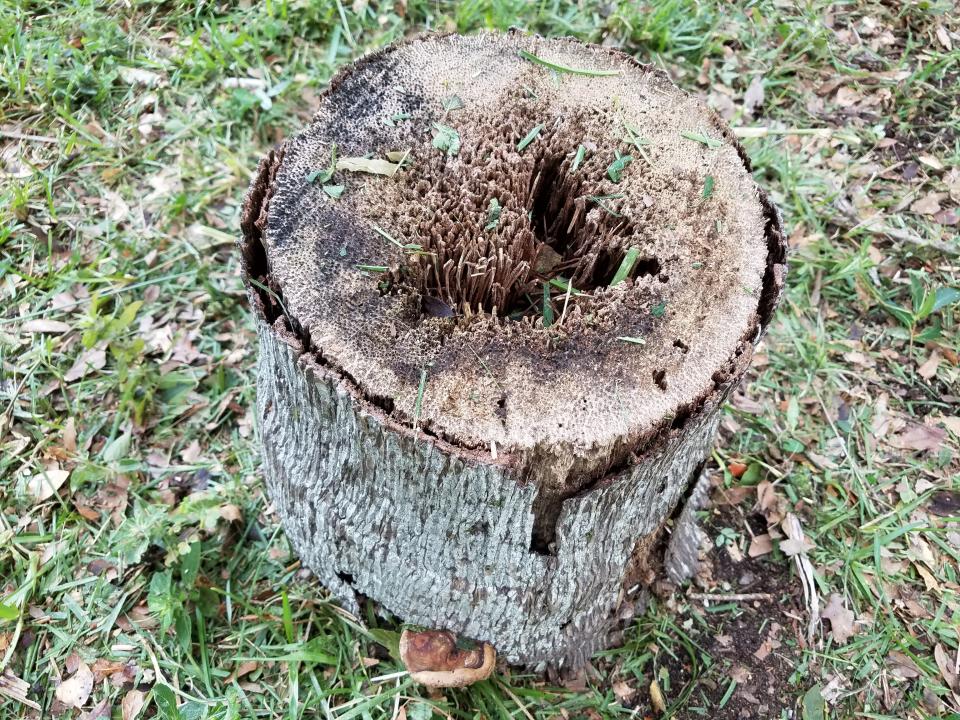 All palms, as well as cycads, are susceptible to Ganoderma butt rot which is a fatal disease with no known cure. It is easily spread by wind-blown spores, dirty shovels containing contaminated soil, etc.