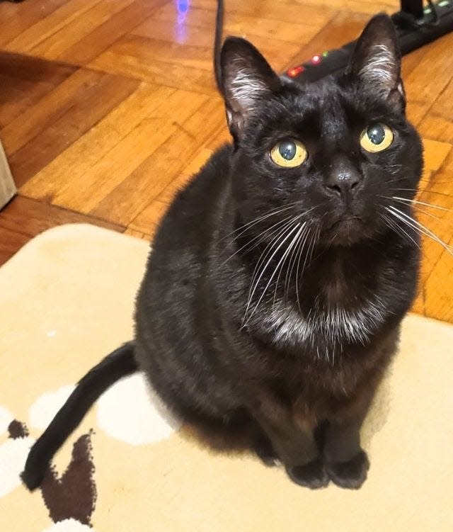 Titi is an adoptable 13-year-old female. She is currently in a foster home but is available for adoption through the St. Hubert's Animal Welfare Center in Madison.