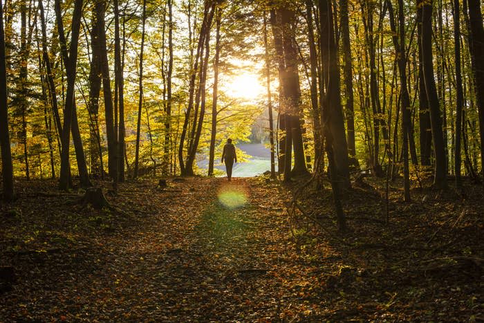 A hiker walking in the forest.