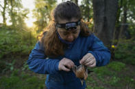 Avian ecologist and Georgetown University Ph.D. student Emily Williams gently untangles an American robin from a nylon mist net Saturday, April 24, 2021, in Silver Spring, Md. Williams is gathering data and samples to possibly fit the bird with a Argos satellite tag. The technology has only recently become small and light enough for some songbirds. (AP Photo/Carolyn Kaster)