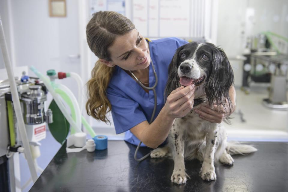 How Often Should I Take My Dog to the Vet?