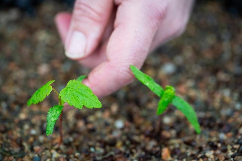 Sycamore tree seedlings and grafted buds being nurtured by the National Trust Plant Conservation Centre (James Dobson/National Trust Images/PA Wire)