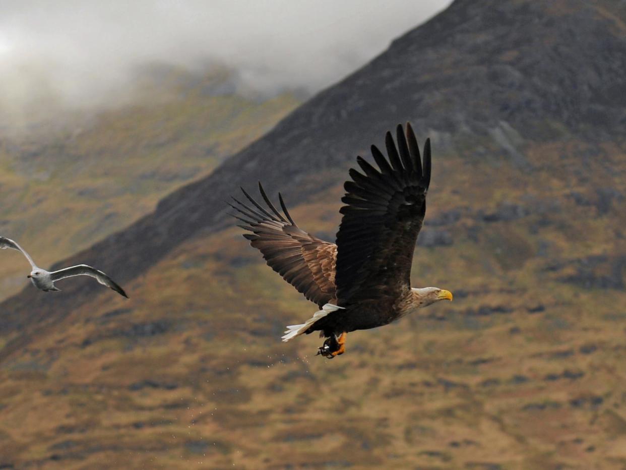 A white-tailed eagle clutches a fish in its talons in Scotland. Herring gull for scale: Getty