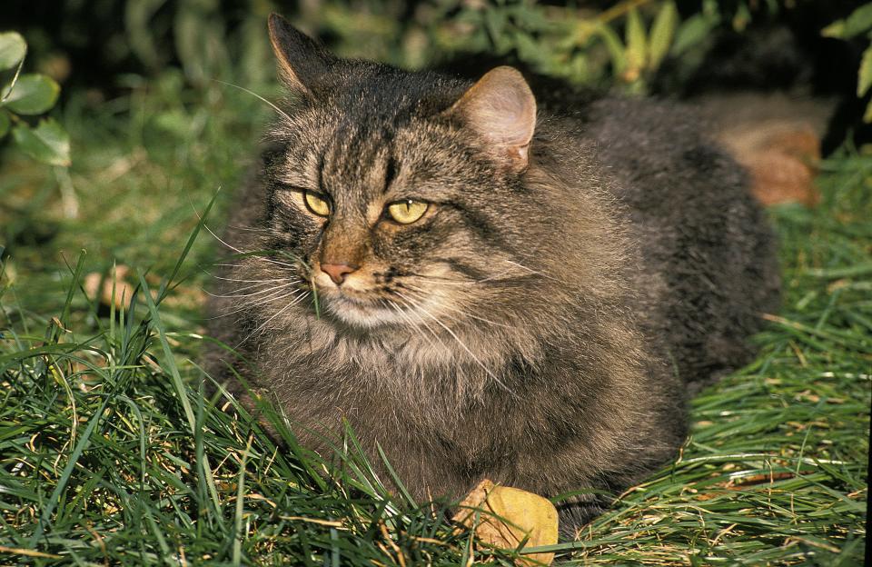 Skogkatt (Getty Images/iStockphoto)