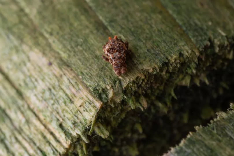 The colourful weevil from above