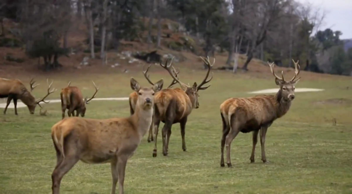 This animal lets you know when fall is here and what kind of winter to expect