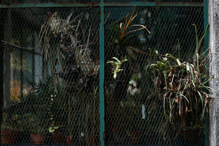 Partially dried Bromeliads leaves are seen in a greenhouse at the botanical garden in Caracas, Venezuela July 9, 2018. Picture taken July 9, 2018. REUTERS/Marco Bello