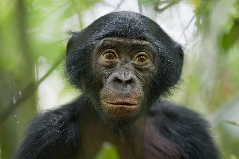 Christian Ziegler, a German photographer working for National Geographic Magazine, won the 3rd Prize in the Nature Stories category of the 2014 World Press Photo contest for his series of pictures which include this one of a five-year-old bonobo near the Kokolopori Bonobo Reserve in the Democratic Republic of Congo taken January 25, 2011. REUTERS/Christian Ziegler/World Press Photo Handout via Reuters