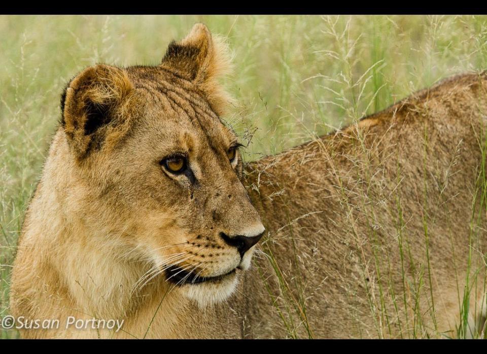 A young lion that was temporarily separated from his pride. Moments later he scampered by our jeep to rejoin the group. © Susan Portnoy