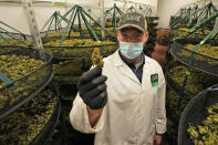 Jake Crisco, general manager of the Green Leaf Medical Cannibis facility holds a mature bud of marijuana at the company's plant in Richmond, Va., Thursday, June 17, 2021. The date for legalizing marijuana possession is drawing near in Virginia, and advocacy groups have been flooded with calls from people trying to understand exactly what becomes legal in July. (AP Photo/Steve Helber)