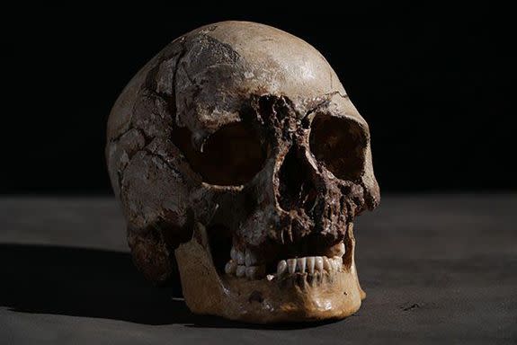 Part of Cheddar Man's skeleton, found in some caves in the UK over a century ago.