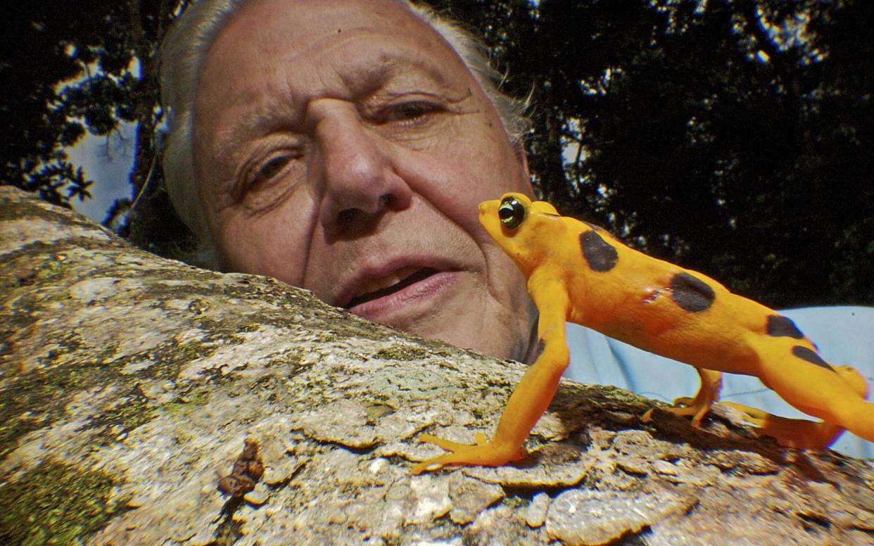 David Attenborough and a Golden Frog (Atelopus ziteki) in Life in Cold Blood - Television Stills