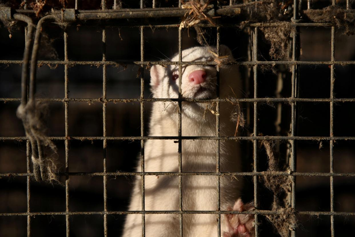 A mink is seen at the farm of the representative of the Panhellenic association of fur animal breeders Konstantinos Chionos in the village of Mikrokastro, Greece, on 14 November 2020. (REUTERS/Alexandros Avramidis)