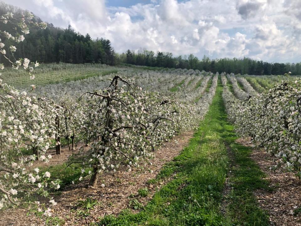 Apple trees in bloom at Kenny Barnwell Orchard earlier this year.