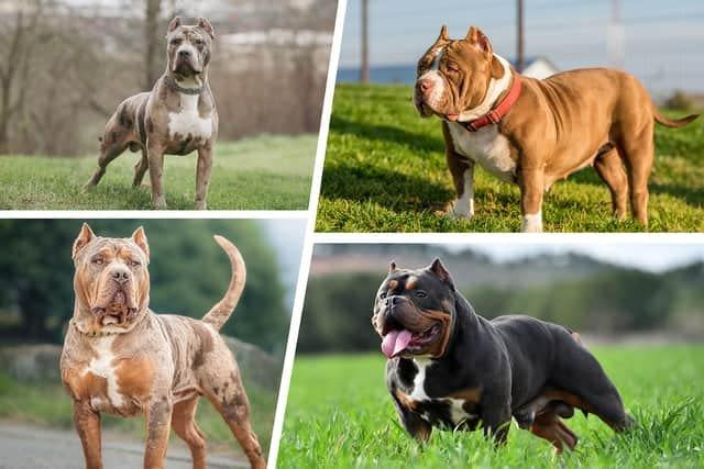 American Bully XL dog that's 'bred to kill' should be urgently