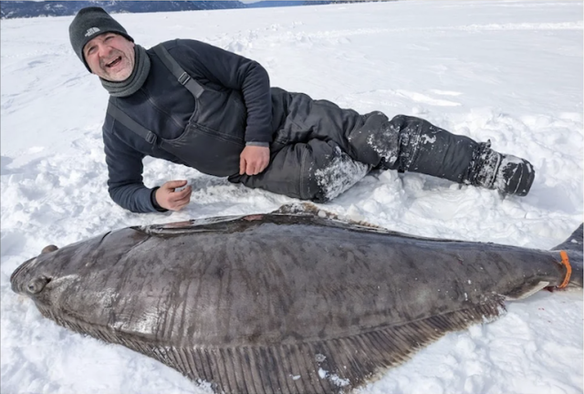 112-pound halibut caught through the ice in a unique fishery - Yahoo Sports